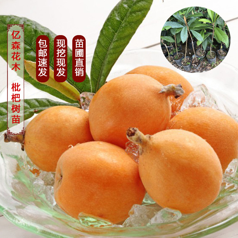 嫁接盆栽地栽当年结果枇杷树苗