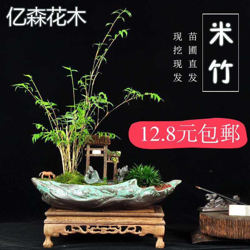 米竹苗盆景竹子凤尾竹观音竹观赏桌面绿植