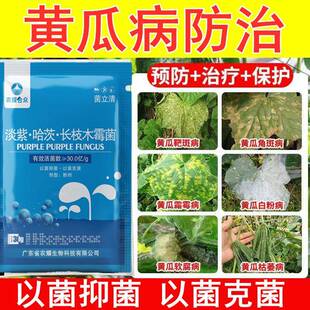 黄瓜治黄斑病药黄点病角斑病白粉褐斑病灰霉病炭疽病霜霉病病毒病
