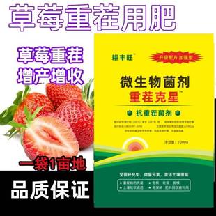草莓重茬肥重茬克星草莓死苗烂根灵抗盐碱免深耕土壤疏松剂保水剂