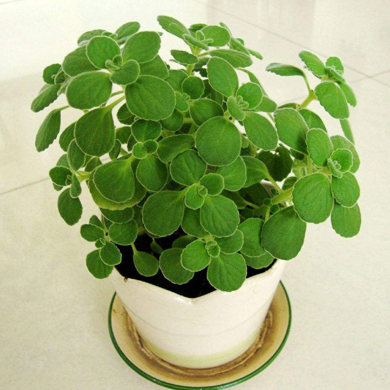 碰碰香一抹香楚留香绒毛香茶菜提神香草客厅净化空气室内盆栽美观