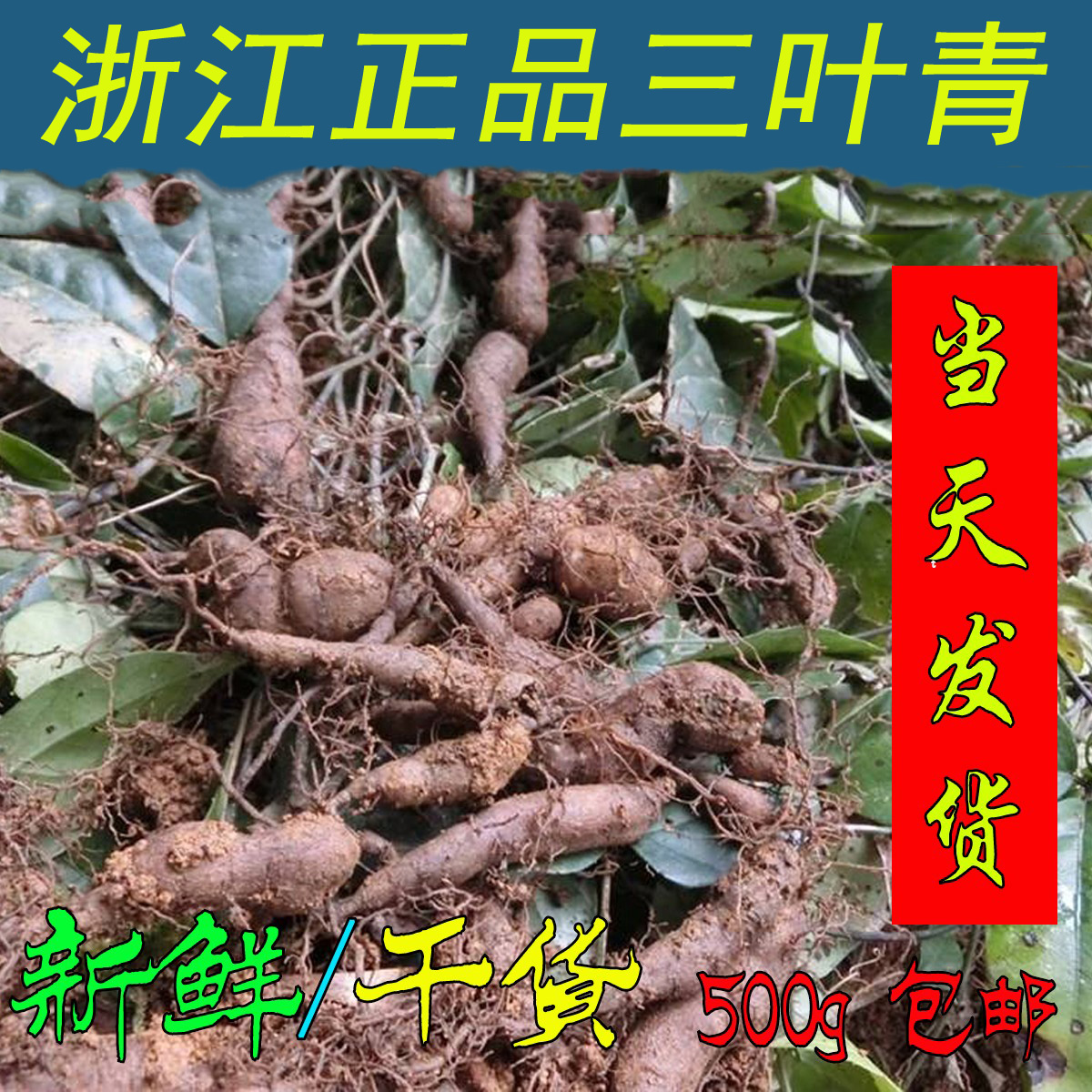 浙江新鲜三叶青破壁打粉中药金线吊葫芦1斤500g清热凉茶化疗