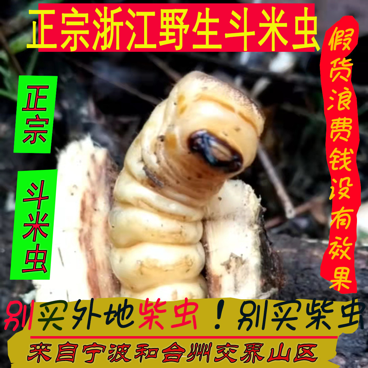 特价50条260元浙江野生斗米虫活体云实树虫黄狼虫鸟不踏刺虫包邮