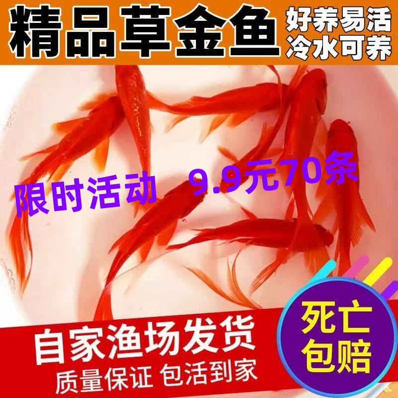 草金鱼苗观赏鱼活体小金鱼冷水锦鲤鱼网红罐罐鱼淡水龙鱼饲料鱼
