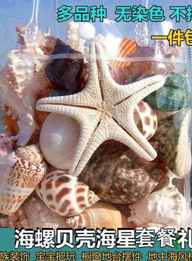 天然海螺贝壳海星套餐鱼缸装饰