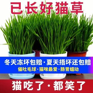 已长好的猫草成品化毛已种好发芽盆栽猫薄荷猫咪去毛球猫零食种子