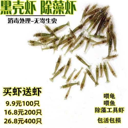 黑壳虾除藻虾淡水清洁虾喂龟活虾