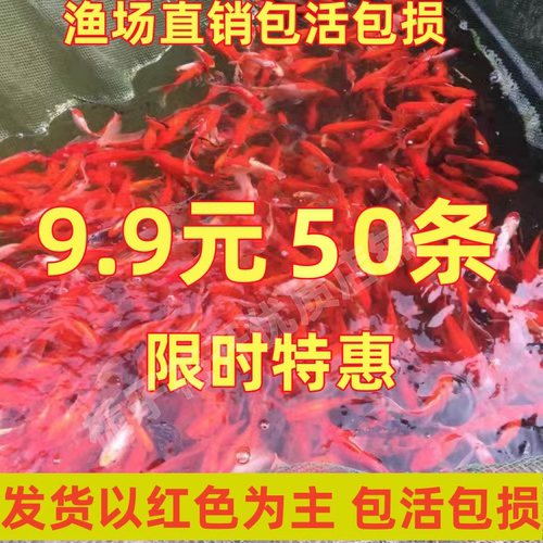 冷水鱼观赏鱼淡水草金鱼小型活体