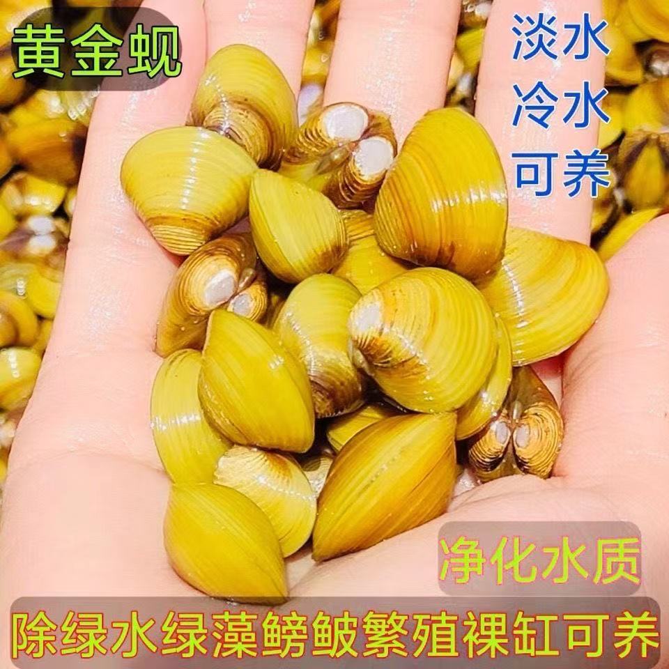 黄金蚬溪蚬蚌小河蚌观赏净水鲜活吃粪便淡水清洁鱼缸除绿水藻贝壳