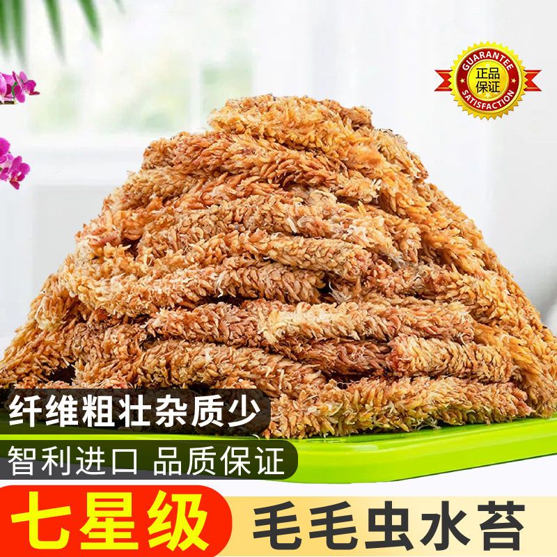 七星水苔毛毛虫水苔进口石斛蝴蝶兰花专用苔藓水陆缸造景四季植物