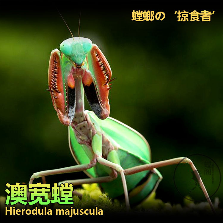 /爬大刀宠物特色澳宽昆虫螳螂宠绿活体鸣虫
