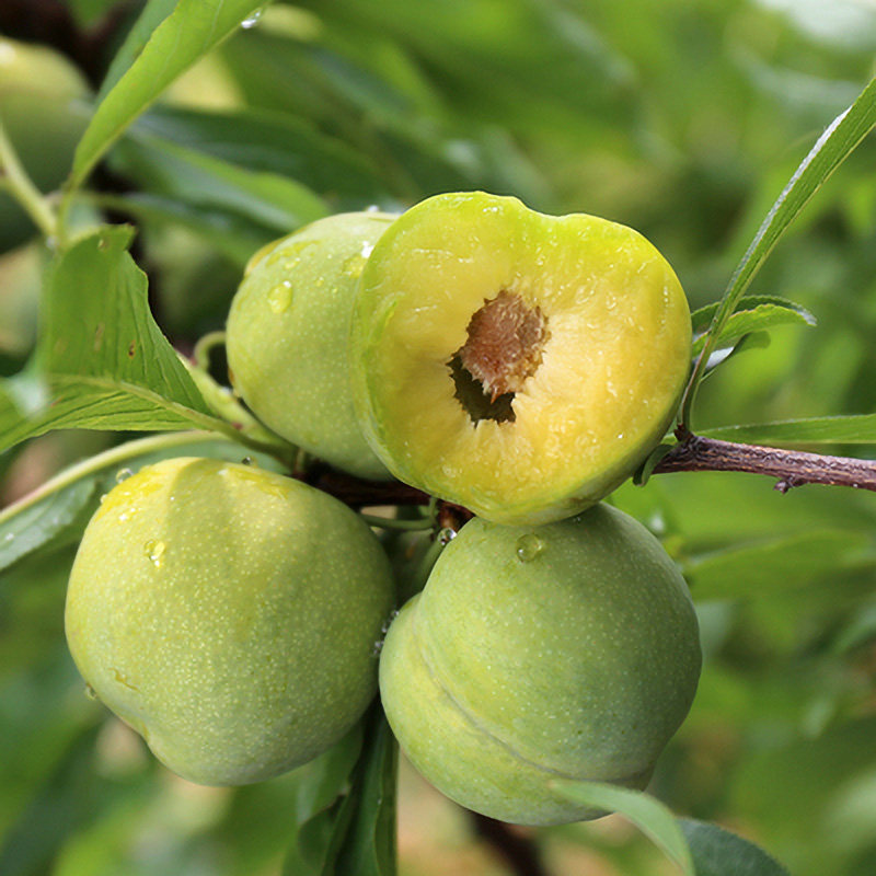 Sichuan Province Crisp Tasty Jiang hollow Plums fresh pregnant woman Fruit 5in the Aquatic meat/Fresh fruits and vegetables/Cooked , Fresh fruit , Plums  category - from Buy2taobao.com to provide professional Taobao agent buy service