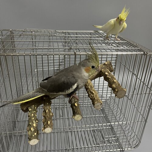 啃咬爬梯鸟花椒木鹦鹉玩具