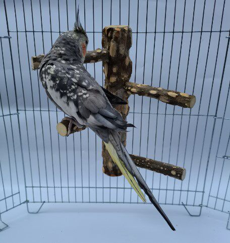 花椒木站杆玄凤虎皮牡丹多叉站杠鹦鹉攀爬站棍鸟用品用具磨爪棒