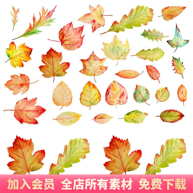 水彩手绘秋季金黄色落叶叶子叶片树叶png免扣图片手账素材