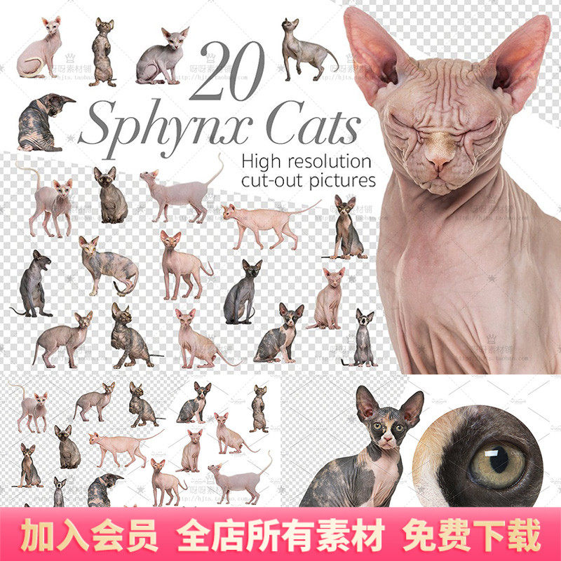 斯芬克斯猫加拿大无毛猫PNG免设计素材/源文件