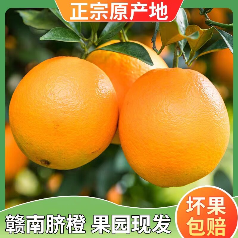 应季水果江西赣南橙10斤5斤包邮图片