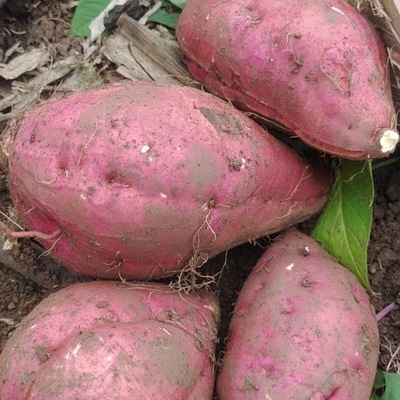 四川成都富硒红薯新鲜板栗番薯白心红苕金堂红薯甜糯粉好吃白薯