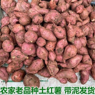 四川成都金堂红皮白心薯蔬菜农家自种红薯可留种红苕甜粉糯淀粉薯