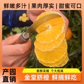 四川成都金堂脐橙鲜嫩多汁皮薄肉厚孕妇水果现摘现发饱满橙子甜蜜