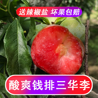 现货钱排三华李酸脆爽口红心李