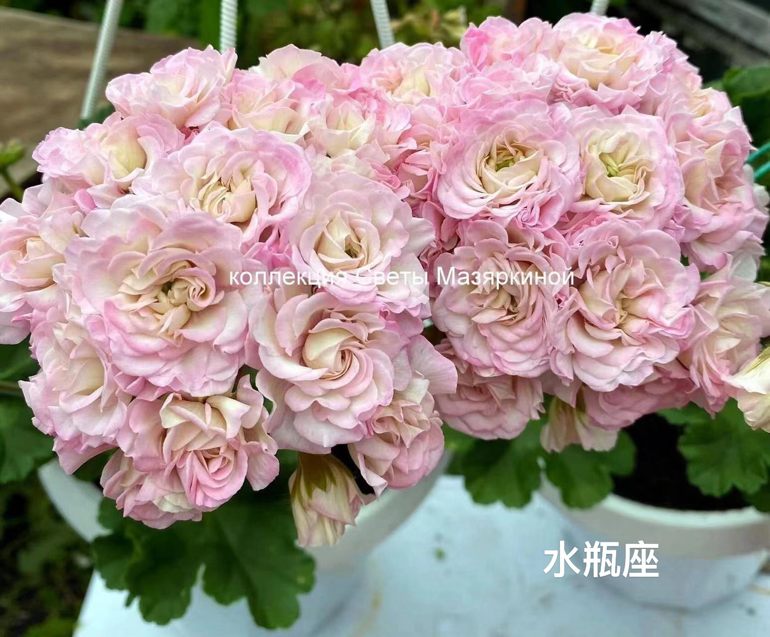 天竺葵 半兽系花苗 水瓶座之星 粉色重瓣大花球 四季开花