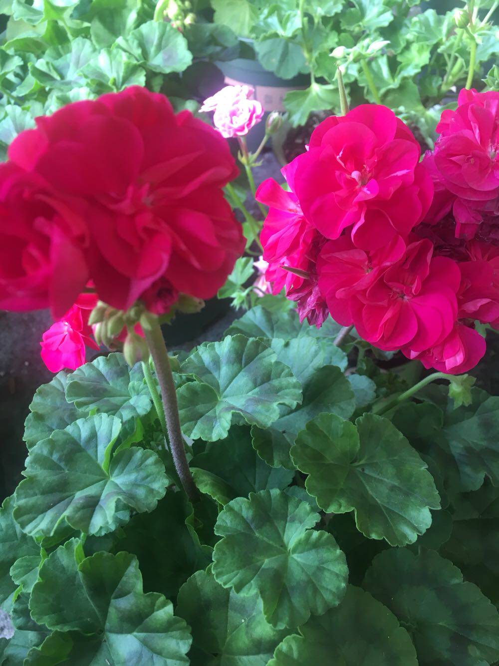 天竺葵 直立花苗 重彩胭脂,阳台庭院盆栽花卉 四季开花