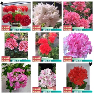 天竺葵 枫叶花苗合集 阳台庭院盆栽花卉满38包邮