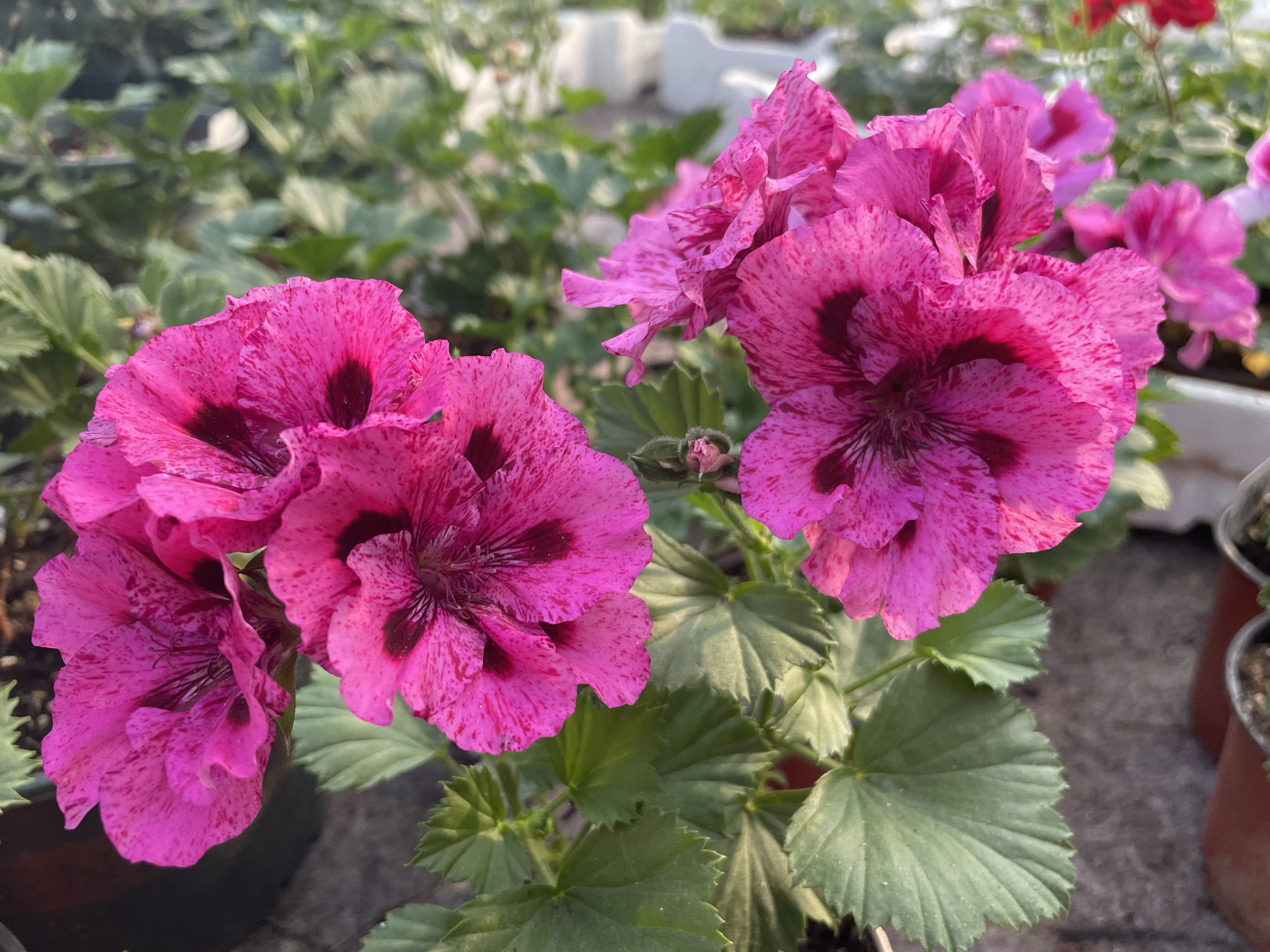 天竺葵大花天蝴蝶梅 瑞秋 阳台庭院 盆栽花卉