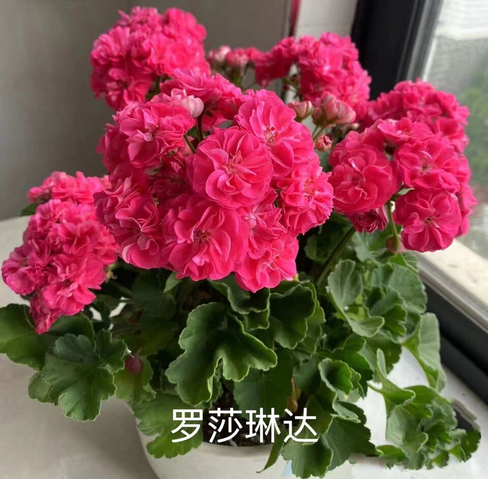 天竺葵 直立花苗 罗莎琳达 重瓣玫瑰花 阳台庭院盆栽花卉四季开花