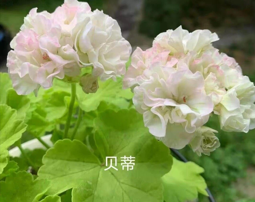 天竺葵 直立金叶花苗 布鲁克塞得贝蒂 阳台庭院盆栽花卉 四季开花