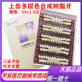 特价 牙科熊顿上齿合成树脂牙 6x1 8x1 常熟上齿多层色义齿 假牙