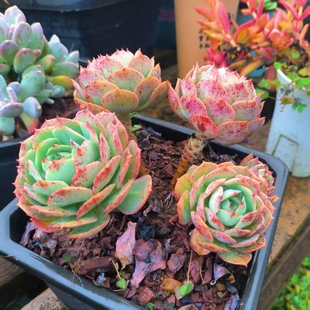 云南克罗地亚玫瑰多肉群生老桩盆栽植物阳台花卉绿植店满15元包邮