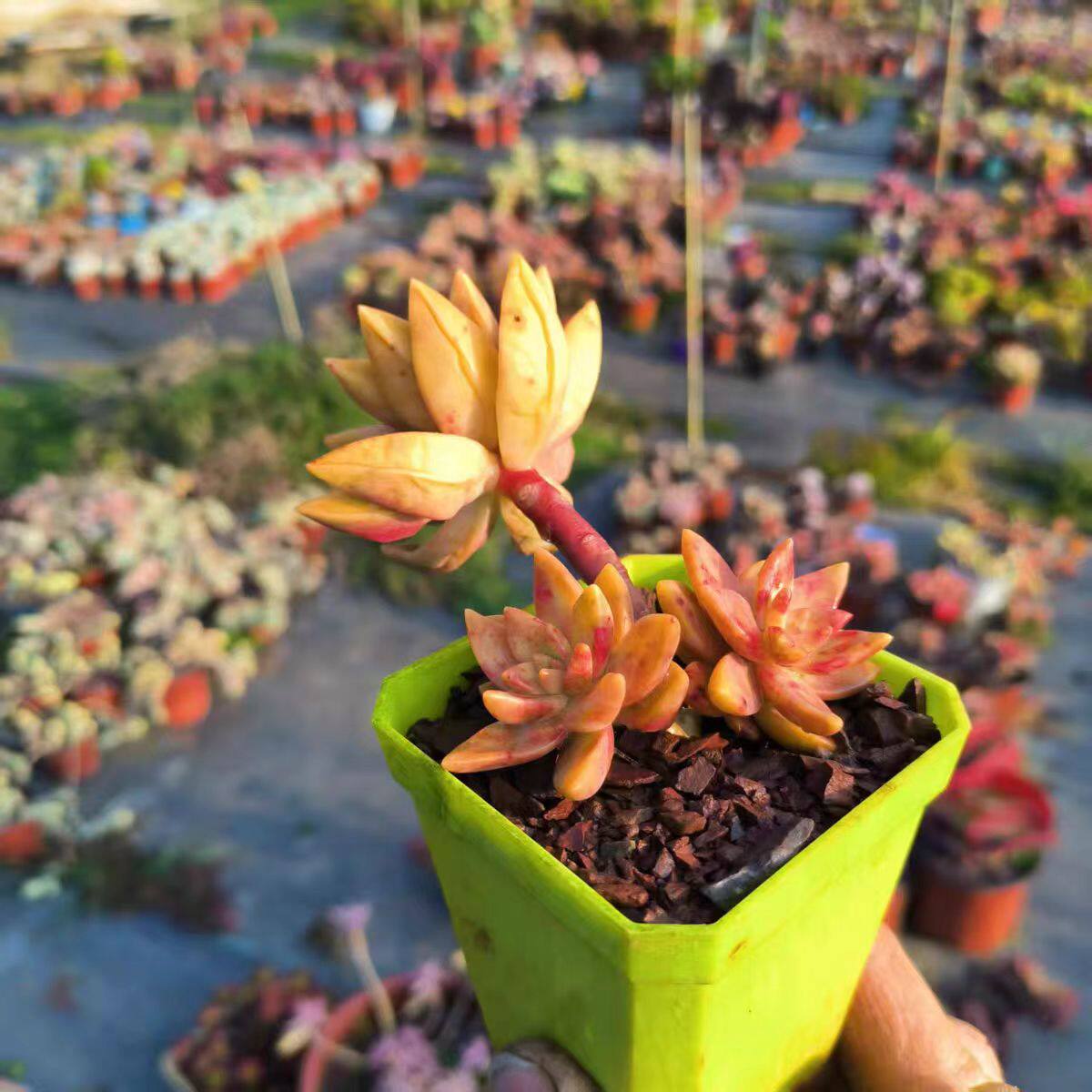 铭月布丁多肉植物群生盆栽绿植花卉阳台庭院好养肉肉云南基地直发