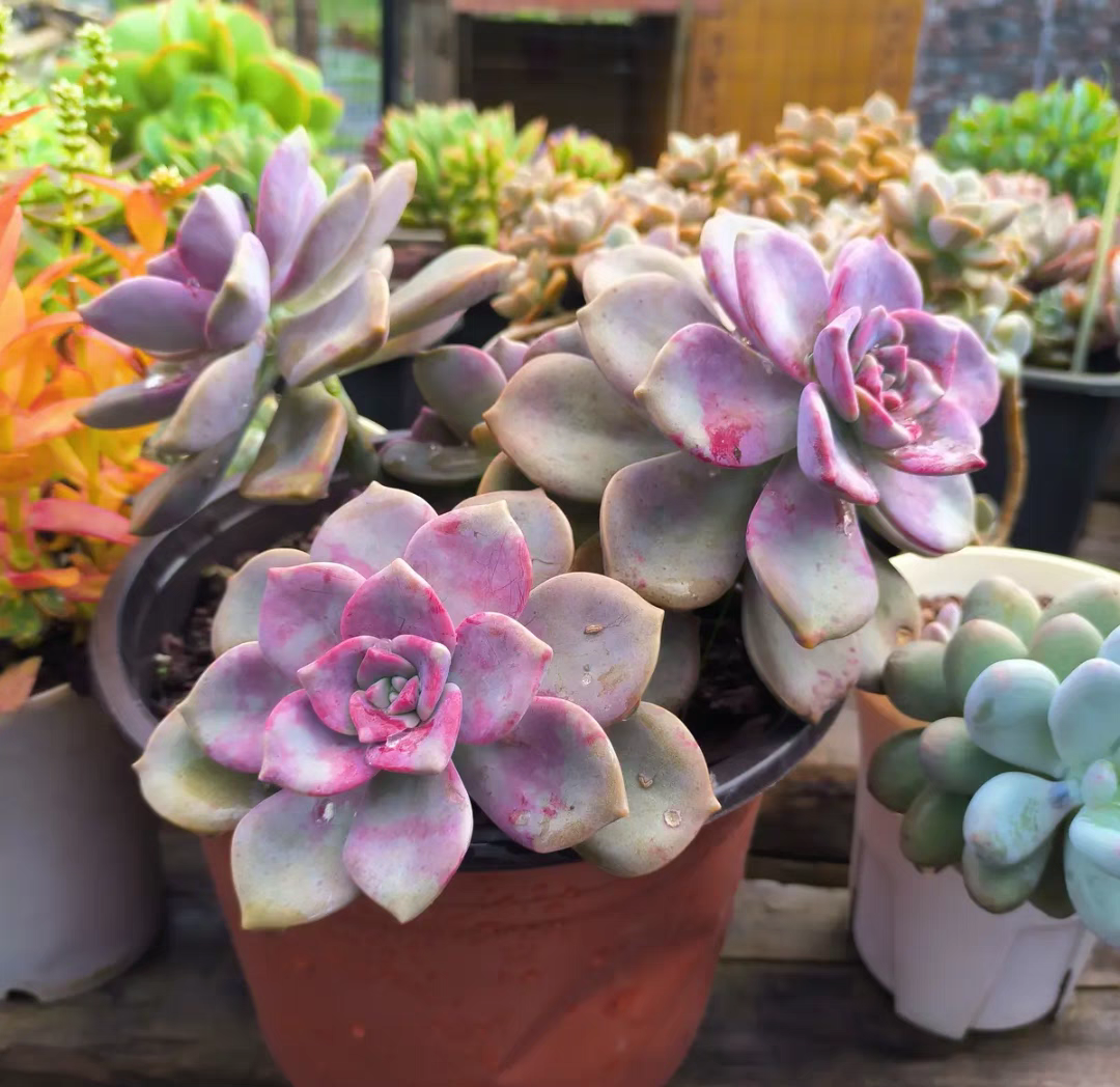 紫乐多肉植物老桩阳台庭院盆栽花卉绿植好养云南基地直发