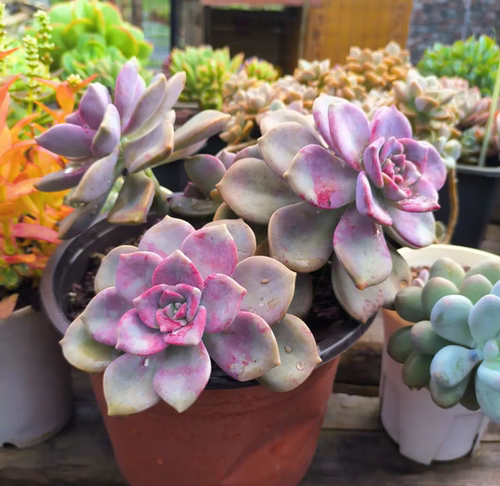 紫乐多肉植物老桩阳台庭院盆栽花卉绿植好养云南基地直发