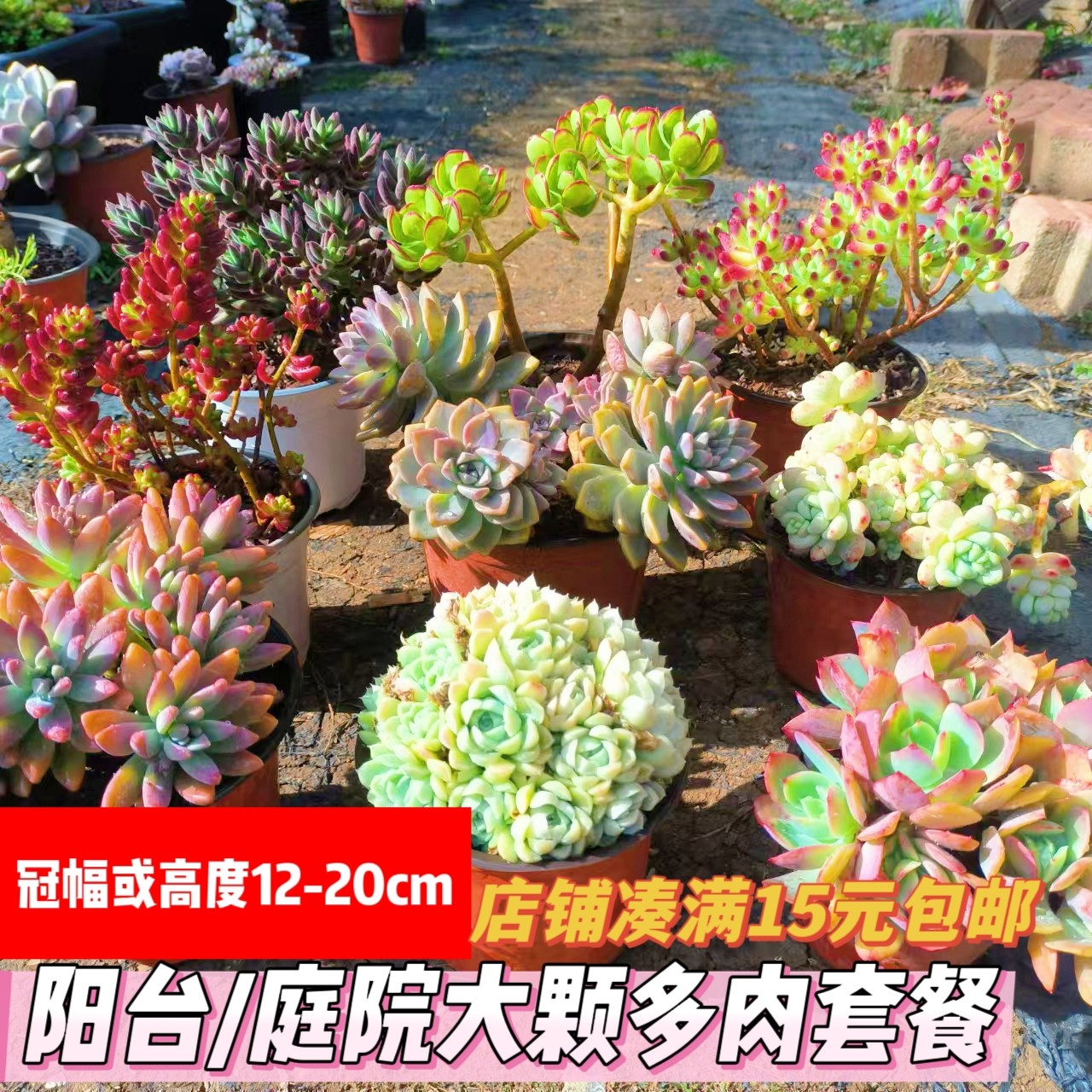 云南超大颗多肉植物老桩群生阳台多肉植物