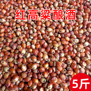 去壳带皮红高粱酿酒高粱酿酒原料酿醋喂鸽子饲料红高粱 杂粮 粮食