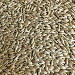 进口加纳利子 鹦鹉鸟食 油尖粟 白尖粟 草庐籽鸽粮鸟粮包邮 5斤