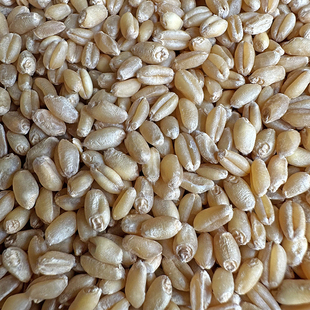 小麦种子带皮小麦粒发芽麦芽糖猫草酿酒食用磨面药引大麦子