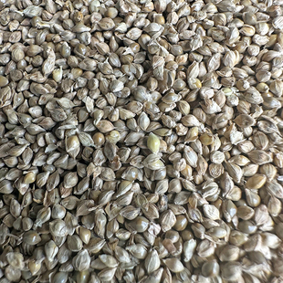 鹦鹉稗子草籽鸟食珍珠鸟食雀鸟文鸟粮草种子水稗子野生鸟粮草种子