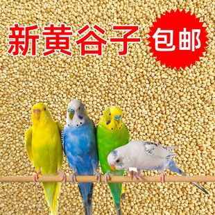 鸟粮新黄谷子中小型鹦鹉饲料食虎皮玄凤牡丹带壳小米食物粮食