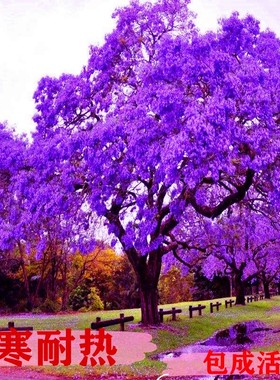 珍稀名贵蓝色的花楹树苗盆栽凤凰木特大苗红花楹庭院植物花卉当年