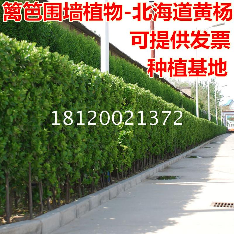 北海道黄杨苗 篱笆苗冬青 围墙苗庭院植物四季常青围墙篱笆植物