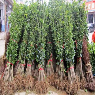 大叶女贞树苗女贞子树苗 高杆大叶女贞苗 1Jikln8MuA