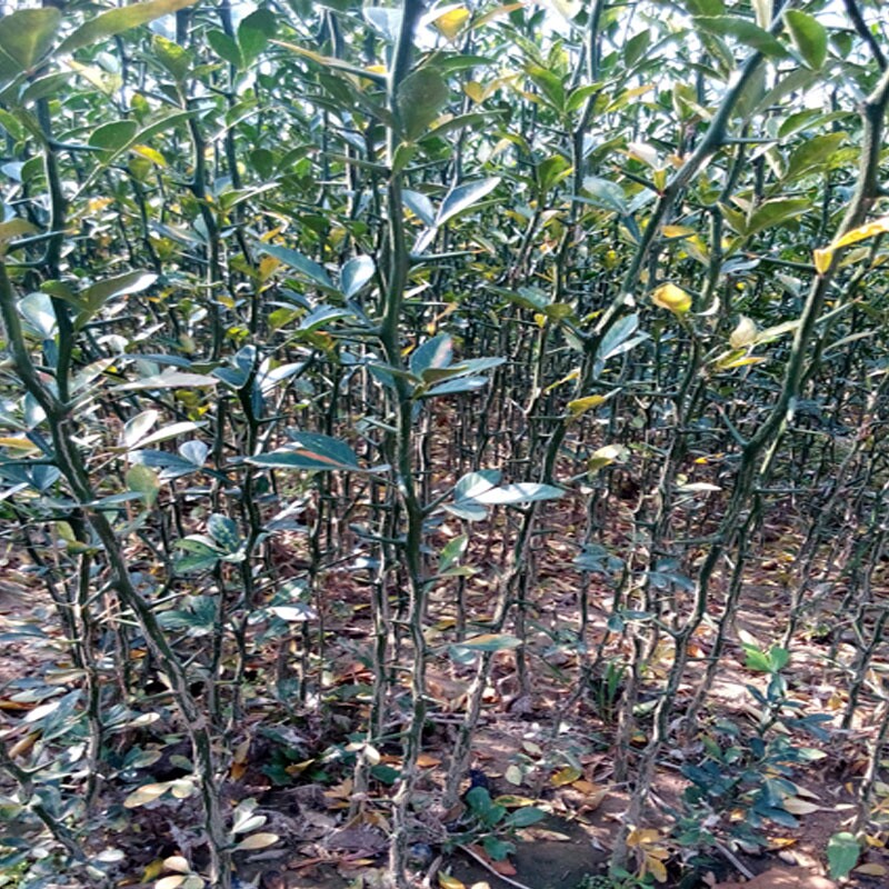 枸橘苗枳壳苗绿篱带刺树苗篱笆栅栏铁篱寨枳实苗嫁接砧木护院植物