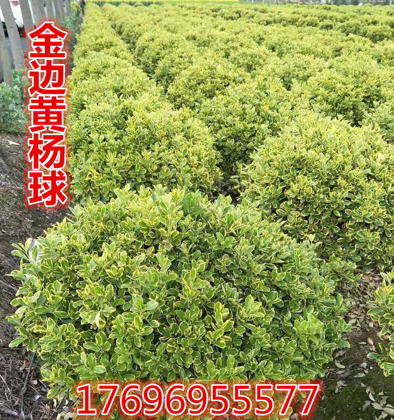 金边黄杨 金边黄杨球 大叶黄杨 瓜子黄杨 红叶石楠 黄杨庭院树