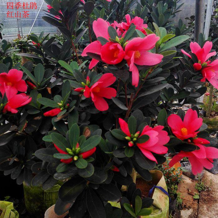四季杜鹃红山茶树苗盆栽带花苞四季常青开花室内阳台庭院耐寒绿植