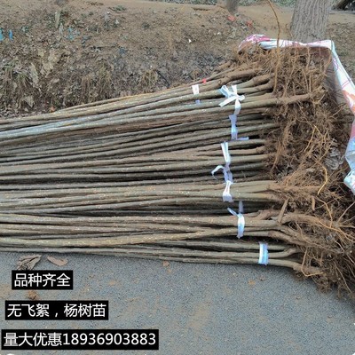 园林绿化苗木白杨树苗 杨树苗107速生杨树苗 植树造林 白杨苗