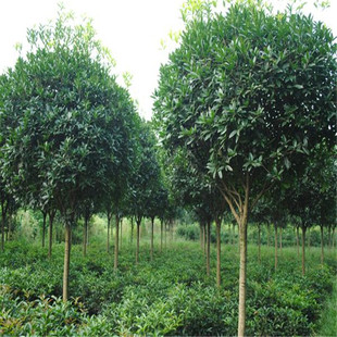 大叶女贞树苗大叶女贞树苗大叶女贞子小苗子园林工程观叶乔木类常